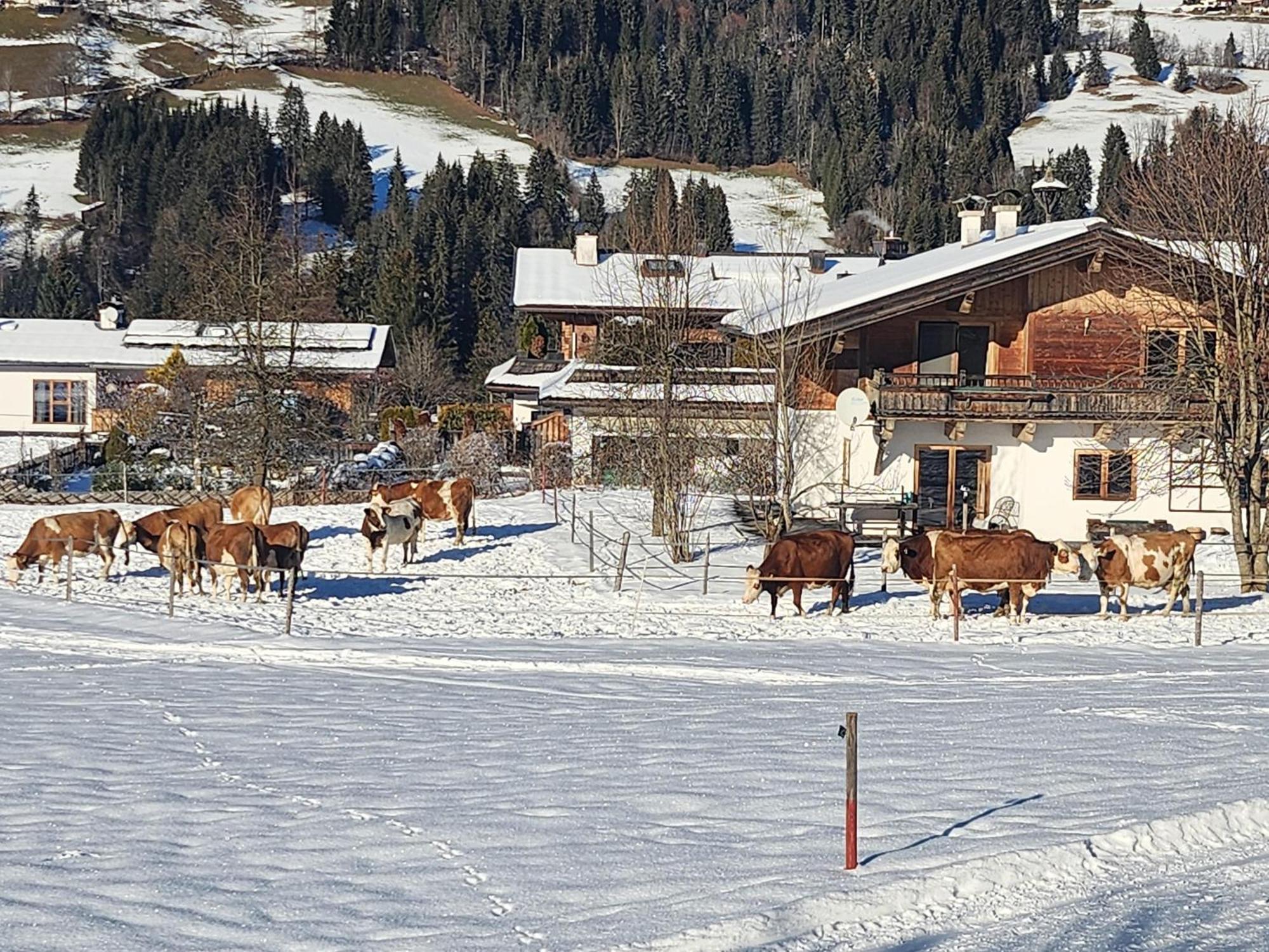 Pension Woetzinghof Kirchberg in Tirol Exteriör bild